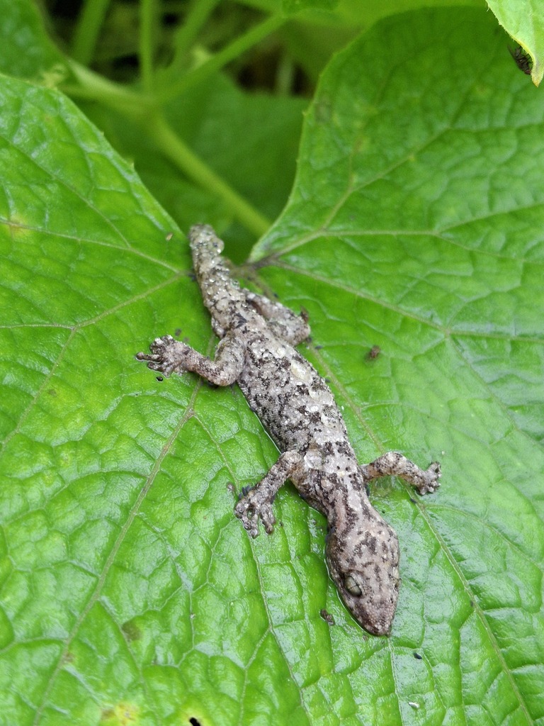 Lima Leaf-toed Gecko