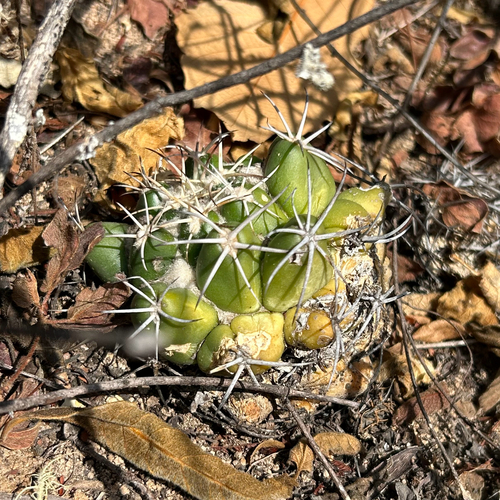 Elephant's Tooth (Coryphantha elephantidens)