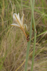 Chlorophytum rigidum