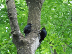 Guadeloupe Woodpecker photo 3