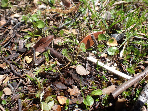 Leptinella (Leptinella squalida)