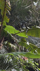 Musa itinerans, photograph (c) Kiwi Shen, some rights reserved (CC BY)