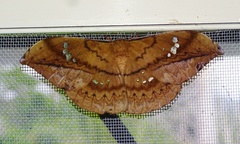 Copaxa multifenestrata