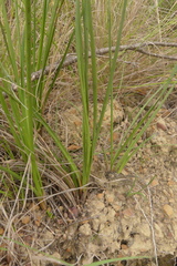Chlorophytum rigidum