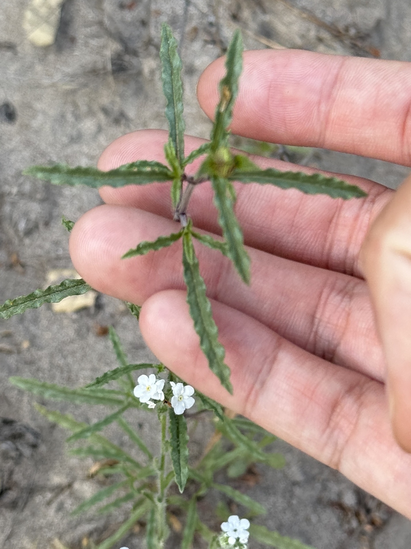 Imagem de Monardella sinuata
