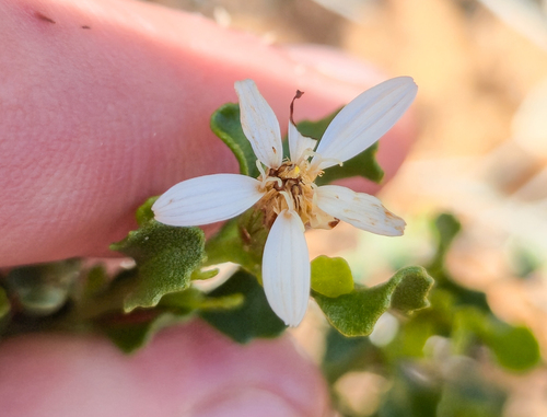 Crinkle-leaf Daisy-bush (Olearia calcarea)