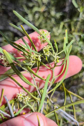 Oil Bush (Geijera linearifolia)