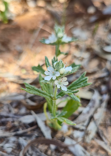 Camel Bush (Teucrium sessiliflorum)