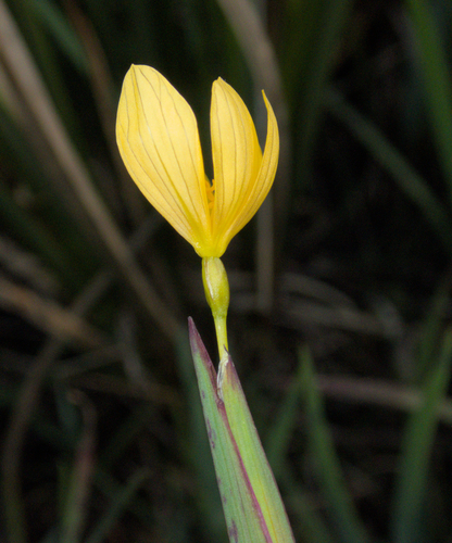 Golden-eyed Grass (Sisyrinchium californicum)