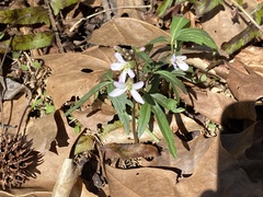 Cardamine concatenata
