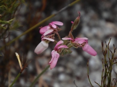 Pelargonium rapaceum