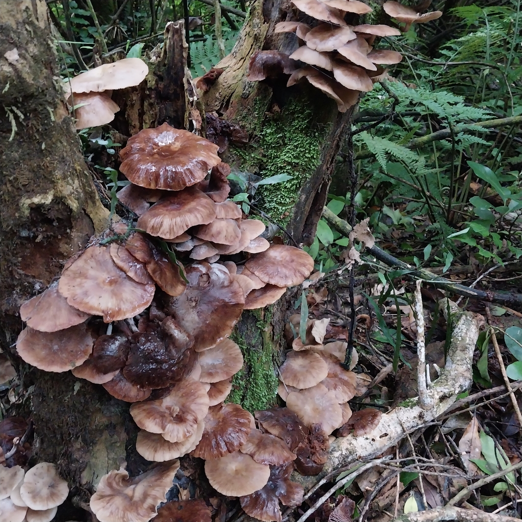 Armillaria novae-zelandiae · March 2026 · photo: © kiwialli (iNaturalist, cc-by)