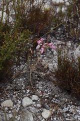 Pelargonium rapaceum
