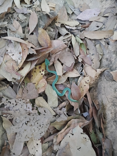 Wagler's Pit Viper