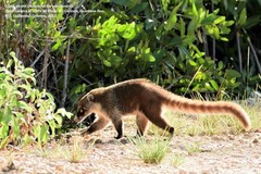 Nasua narica yucatanica