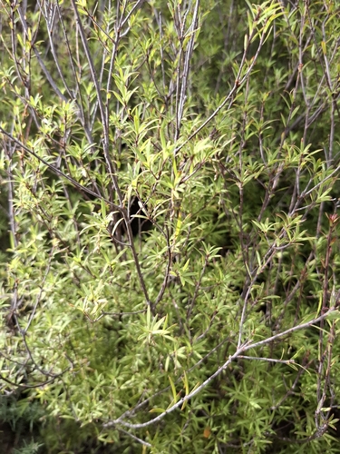 Tall Mingimingi (Leucopogon fasciculatus)