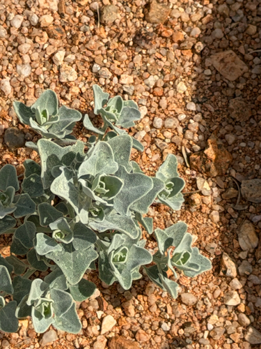 Mealy Goosefoot (Chenopodium incanum)