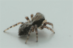 Pseudeuophrys lanigera