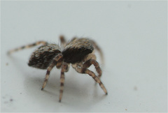 Pseudeuophrys lanigera