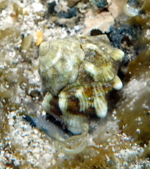 Lithopoma tuber