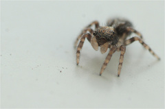 Pseudeuophrys lanigera
