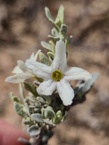 Woolly Ray-flower (Grammosolen dixonii)