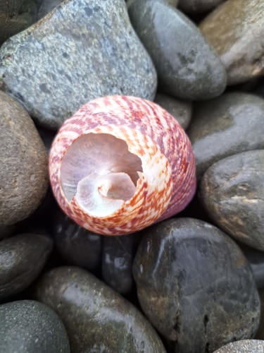 Calliostoma tigris, 2026-03-29