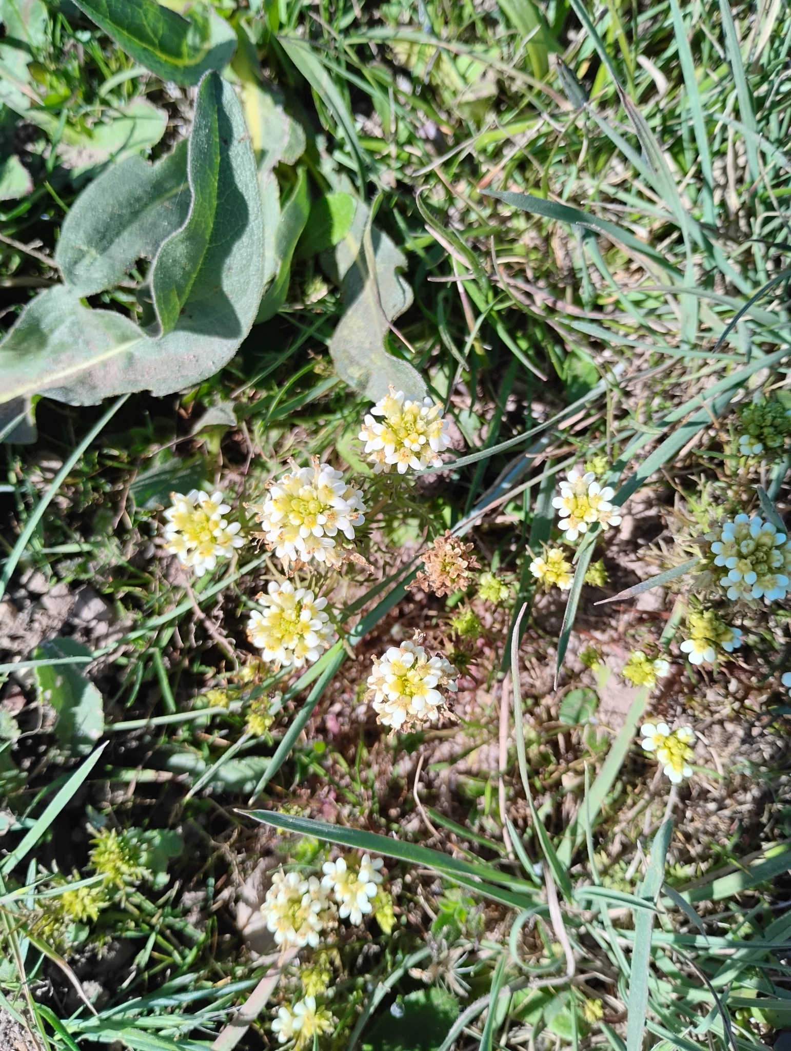 San Francisco Owl's-Clover (Triphysaria floribunda)