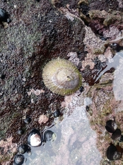 Fissurella costata