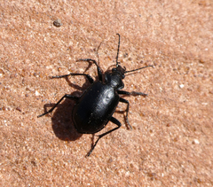 Calosoma peregrinator