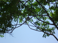 Streptopelia senegalensis