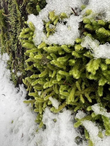 Pipecleaner Moss (Rhytidiopsis robusta)
