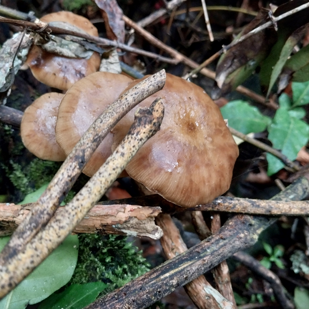 Armillaria novae-zelandiae · March 2026 · photo: © kiwialli (iNaturalist, cc-by)