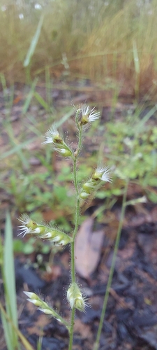 Urochloa holosericea observed 2026-03-21