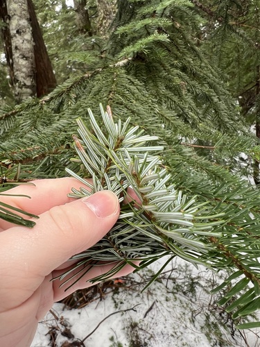 Pacific silver fir (Abies amabilis)