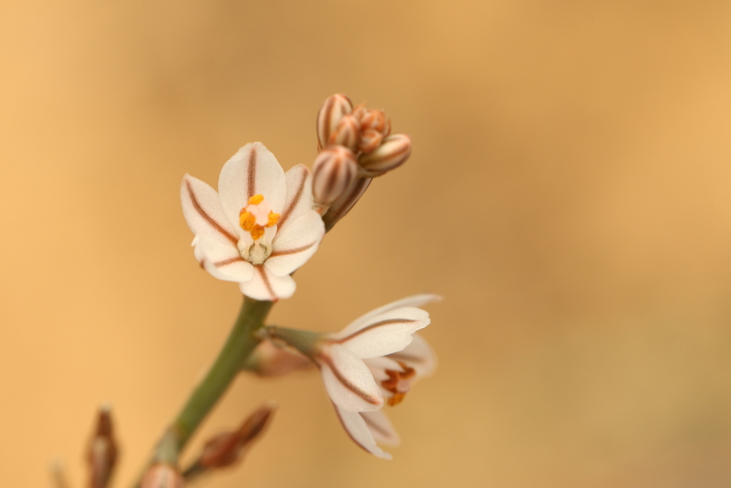 Asphodelus tenuifolius; photograph (c) Chaym Turak, some rights reserved (CC BY-SA)