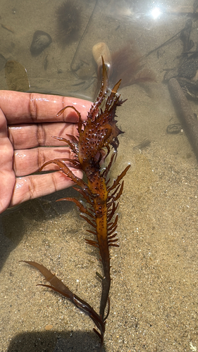 Chondracanthus spinosus observed 2026-03-27