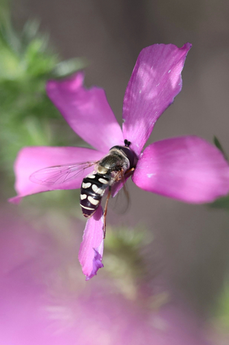 Unknown species found near Santa Ynez, CA, US