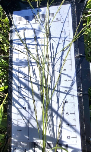 Eragrostis parviflora observed 2026-03-29