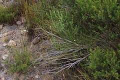 Prismatocarpus brevilobus