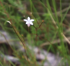 Prismatocarpus brevilobus