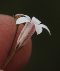 Prismatocarpus brevilobus