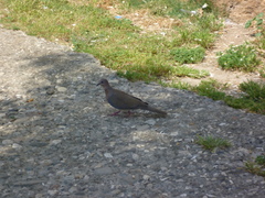 Streptopelia senegalensis