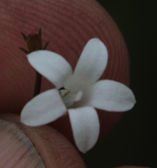 Prismatocarpus brevilobus