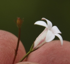 Prismatocarpus brevilobus