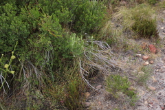 Prismatocarpus brevilobus