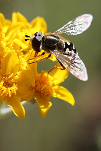 Unknown species found near Manzana Trail, Santa Ynez, CA, US