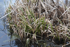 Carex pseudocyperus