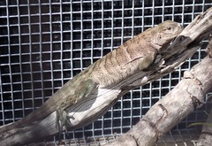 Cyclura pinguis