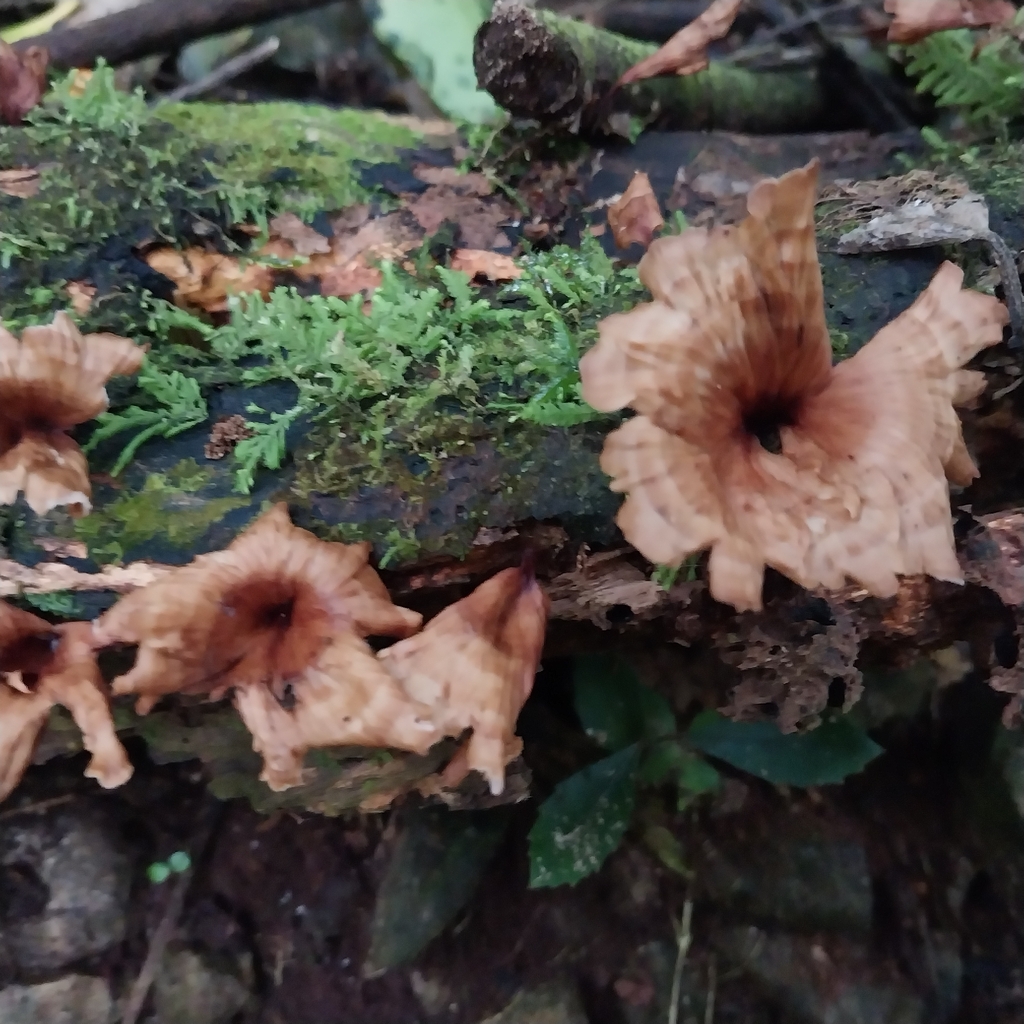 Podoscypha petalodes · March 2026 · photo: © kiwialli (iNaturalist, cc-by)